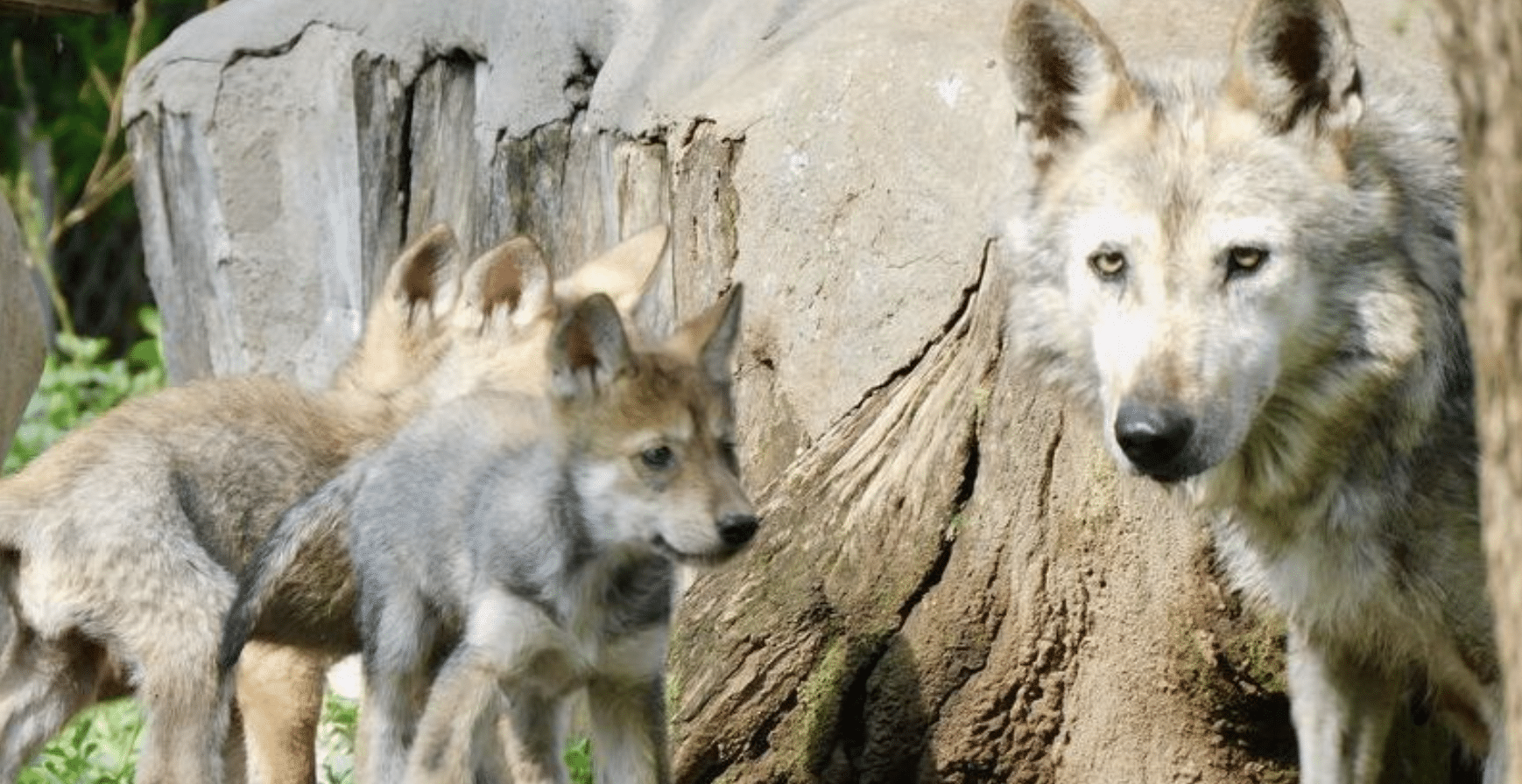 lobos mexicanos